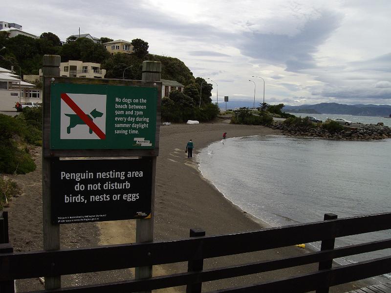 IMGP1157.JPG - and a penguin nesting ground.