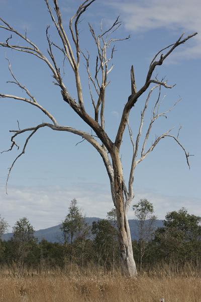 IMG_5551.JPG - Gum tree