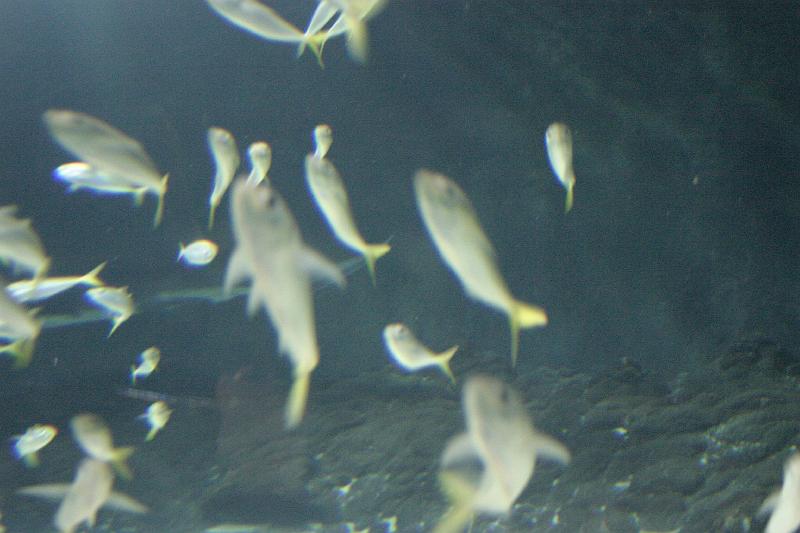 IMG_6291.JPG - Kelly Tarlton's Antarctic Encounter and Underwater World