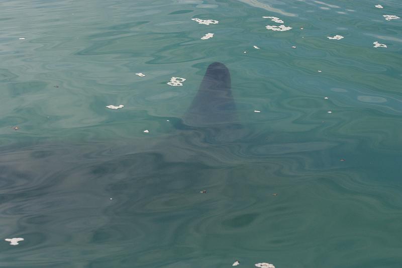 IMG_6570.JPG - Orca beneath the surface