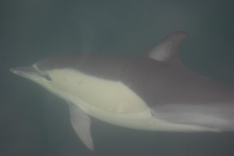 IMG_6884.JPG - Common dolphin, uncommonly close