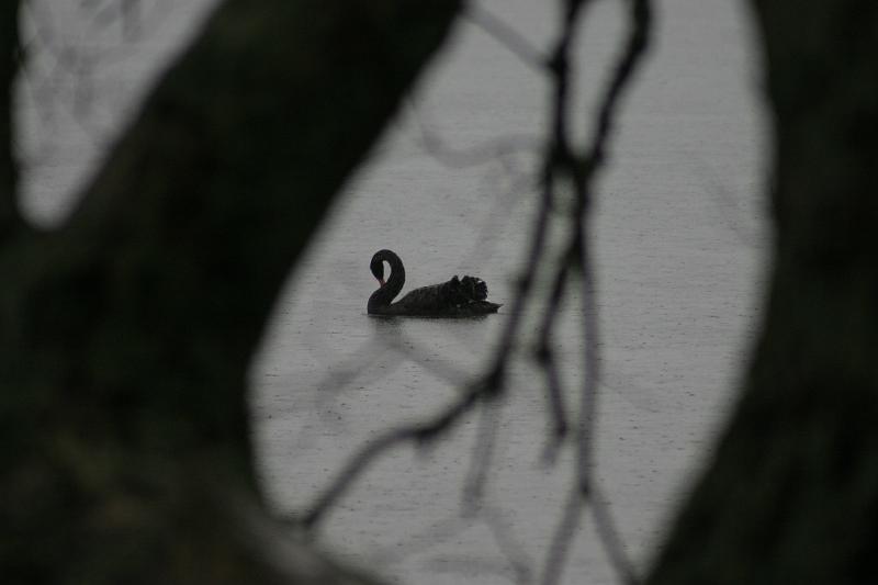IMG_7113.JPG - Wild Black Swans