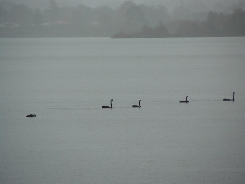 P1120550.JPG - Wild Black Swans