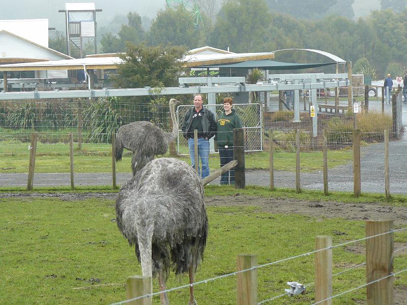 P1120710.JPG - Hanging out with the ostriches.