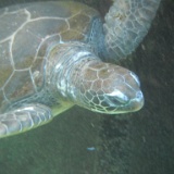 DSCF3397  Sea turtles