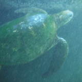 DSCF3406  Sea turtles