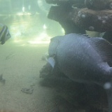 MG 6589  Neptune Aquarium