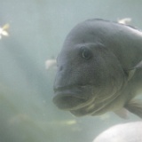 MG 6591  Neptune Aquarium