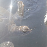 MG 6603  Sea turtles
