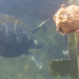 MG 6607  Sea turtles