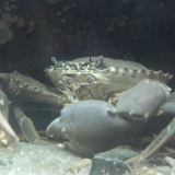 MG 6656  Neptune Aquarium