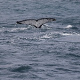 MG 6868  Humpback whales