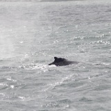MG 6932  Humpback whales