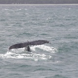 MG 6942  Humpback whales