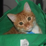 IMG 7758  Kitty in a Bag