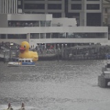 MG 8044  Giant duck