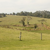 MG 8383  Maleny Dairy