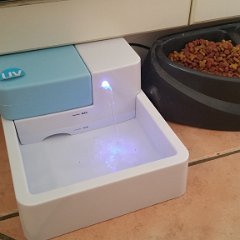 Nwe cat water dish.