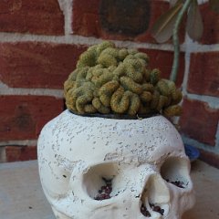 Brain Cactus