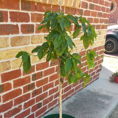 Coffee Tree