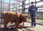 100 0198  Barb with a Highland calf.  This was taken at the Innisfail exotic animal and bird auction.  Pretty much every spring and fall for the last decade and a half, my parents, and now my Mom, travel down to buy and sell birds.  Mom also sells her crafts there too.  The sale is every Easter and every Thanksgiving.  Almost every year the weather is ABSOLUTELY FREEZING.  The waether almost always takes a turn for the worst for that weekend.  Barb and I usually us this a a chance to visit.  Often we would get a chance to visit Kieth and Carla who also live there.  (Innisfail, Alberta, Canada)