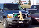100 0201  Having the Easter bunny tied to the front of a pickup truck always makes me laugh inside.   (Innisfail, Alberta, Canada)