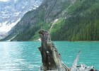 DCP 2280  A driftwood stump from when we were camping in the mountains.  Yes, the water really is that colour.  (Kananaskis Country, Alberta, Canada)