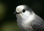 IMG 0270  A Grey Jay (Banff, Alberta, Canada)