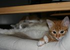 IMG 0458  Rosie as a kitten lying down with Polly. How cute is that?  (Chermside, Quuensland, Australia)