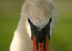 IMG 0896  One of my Mom&#39;s mute swans.  (Deadwood, Alberta, Canada)