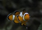 IMG 1612  A clown fish at the Kelly Tarlton aquarium in Auckland, New Zealand.