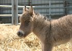 IMG 4193  A picture of a donkey foal from the Odd &#38; Unsual Sale (Innifail, Alberta, Canada)