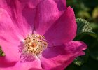 IMG 4741  Alberta&#39;s provincial flower; the Wild Rose.  (Edmonton, Alberta, Canada)