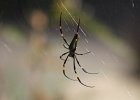 IMG 7300  What is Australia without giant spiders?  (Queensand, Australia)