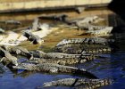 IMG 7431  Hartley&#39;s Crocodile Adventures a crocodile farm in Far North Queensland. (Wangetti Beach, Queensand, Australia)