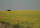 IMG 7469  Canola fields in late summer.  (near Bassano, Alberta, Canada)