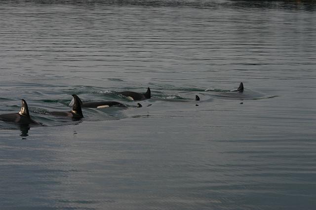 IMG_7036.JPG